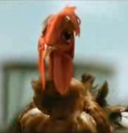 Cock-A-Doodle-Do You Know What Time It Is?